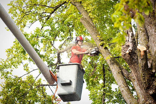 Best Tree Planting  in Antwerp, OH